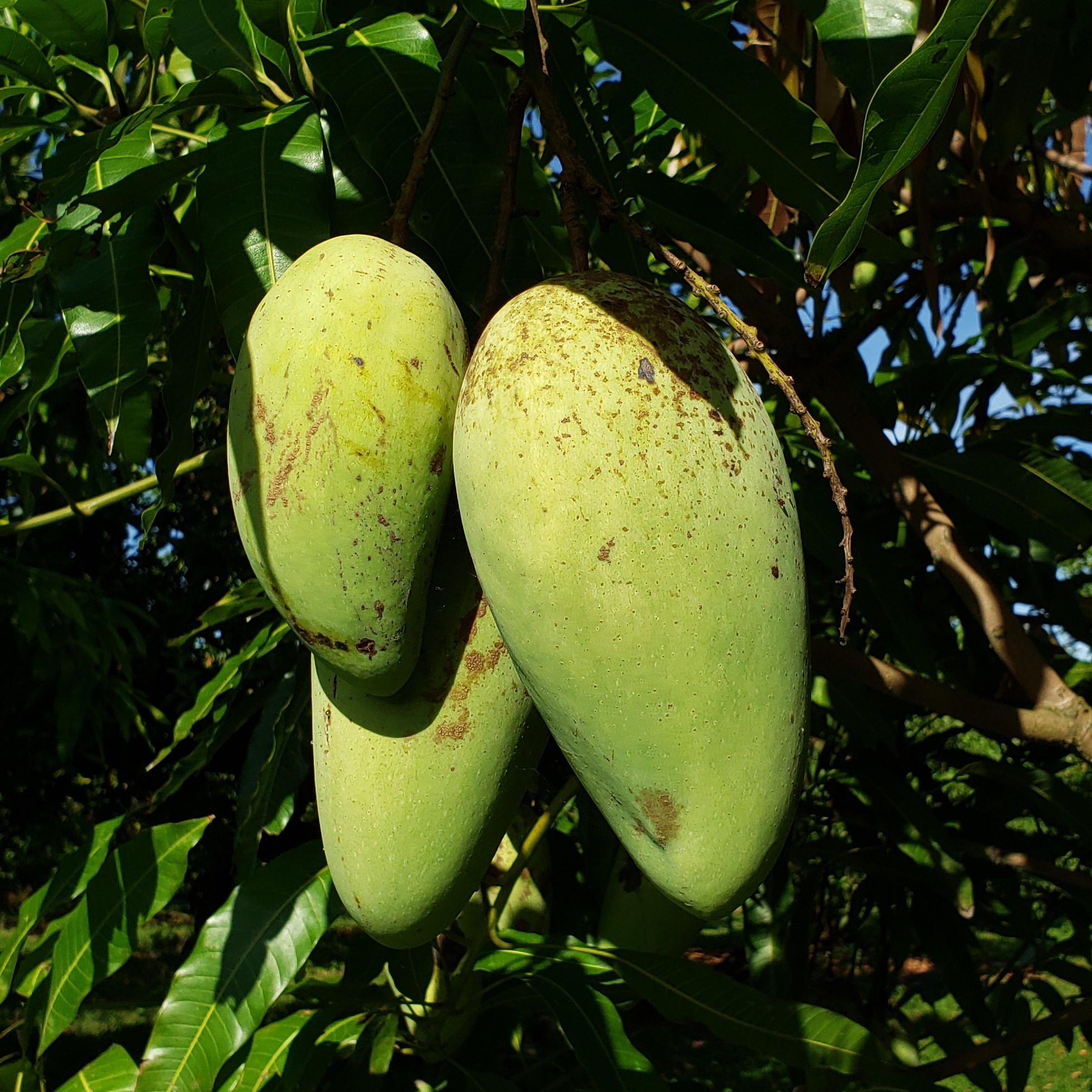 Fruit Variety Picture